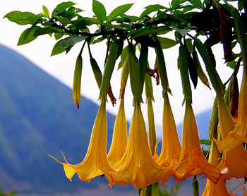 Low angle view of flowering plant against sky