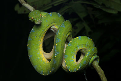 Close-up of green snake on branch against black background