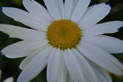 Close-up of white flower blooming outdoors