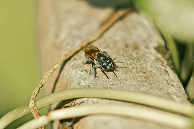 Close-up of insect