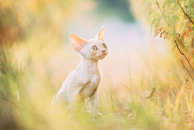 Close-up of cat on field