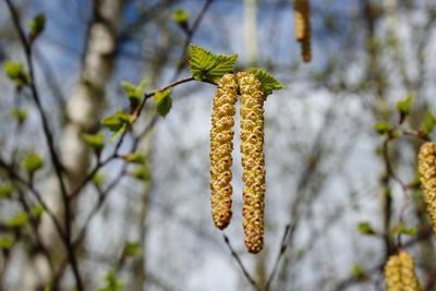 Close-up of leaves against blurred background