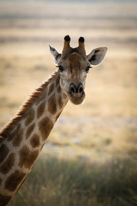 Portrait of giraffe on land