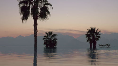 Palm trees by swimming pool against sky during sunset