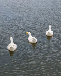 High angle view of swans swimming in lake