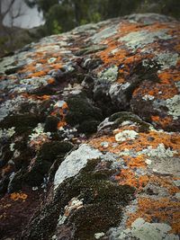 Close-up of lichen on rock