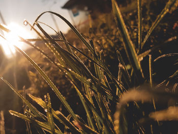 Close-up of crops growing on field