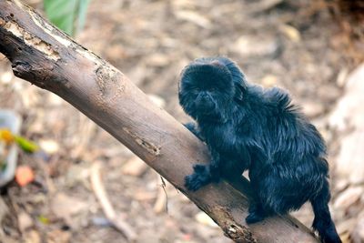 Monkey sitting on tree branch