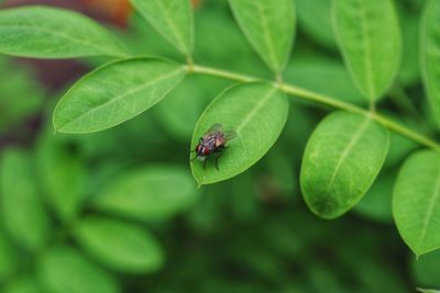 Close-up of insect on leaf