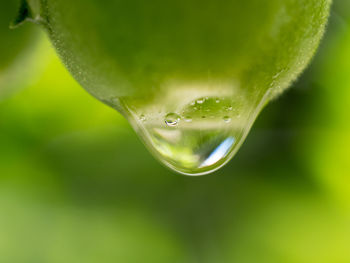 Close-up of water drop on leaf