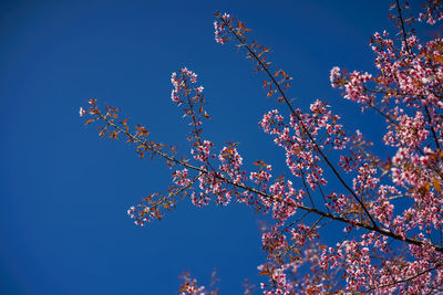 Low angle view of cherry blossoms against blue sky