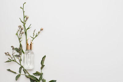 Natural cosmetic skincare bottle container and organic green leaf on white background. home made 