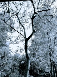 Bare tree in forest during winter