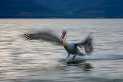 Pelican swimming in lake