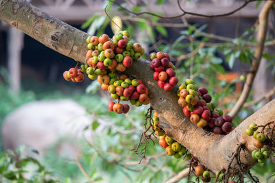 The figs on the multicolored trees look delicious as food for wild birds. fig trees often grow along