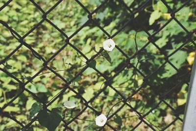 Full frame shot of chainlink fence