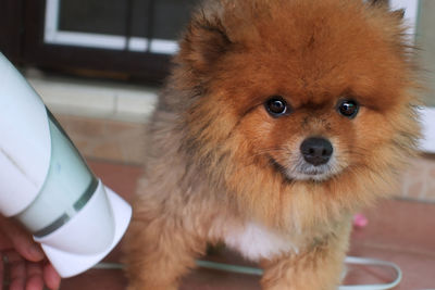 Close-up portrait of dog