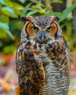 Close-up of a great horned owl