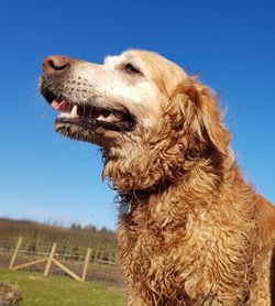 Close-up of dog against clear blue sky