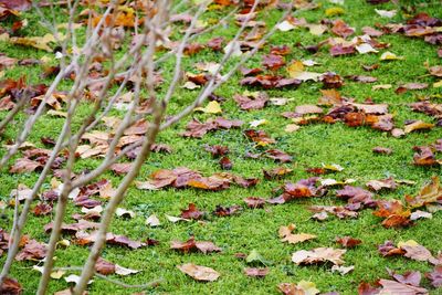High angle view of autumn leaves on field