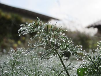 Close-up of raindrops on pine tree during winter