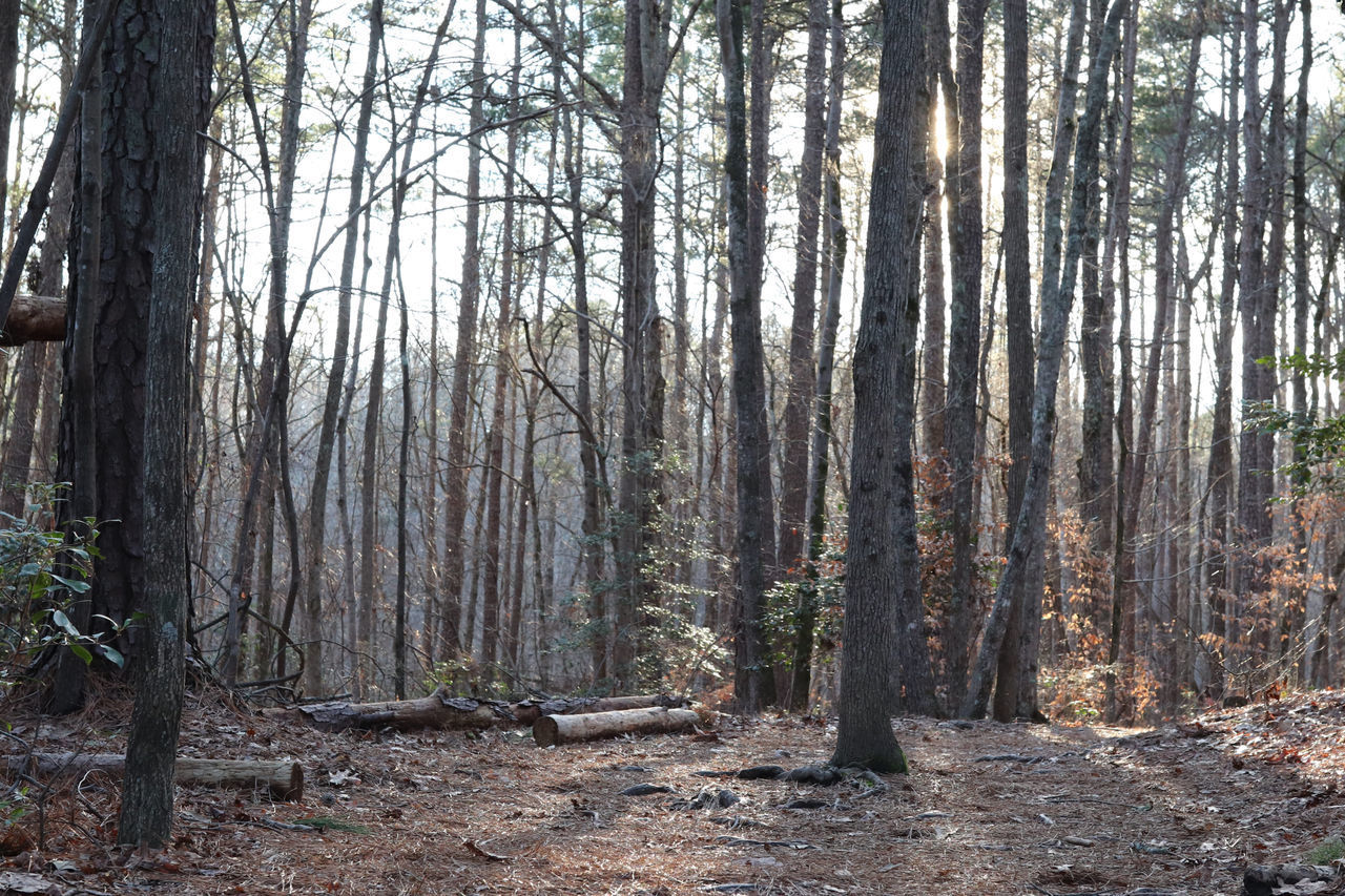 SCENIC VIEW OF TREES IN FOREST