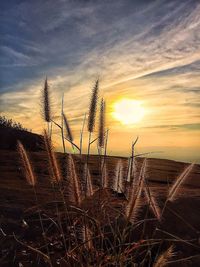 Close-up of plants on field against sky at sunset