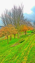 Scenic view of grassy field against sky