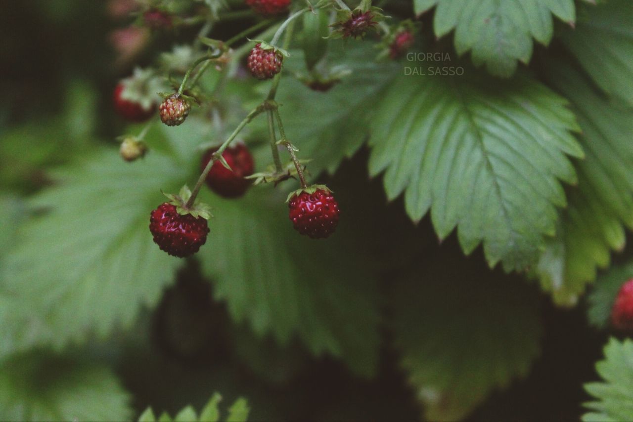 fruit, growth, freshness, food and drink, leaf, berry fruit, red, close-up, food, healthy eating, plant, focus on foreground, nature, berry, tree, ripe, branch, selective focus, beauty in nature, growing