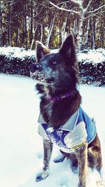 Close-up of dog on snow field
