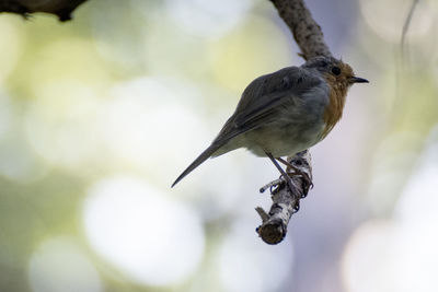 Close-up of bird perching outdoors