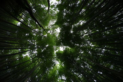 Low angle view of bamboo trees in forest