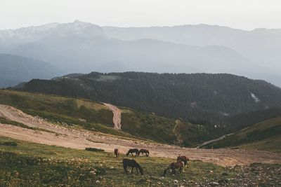 Cows grazing on landscape against mountains