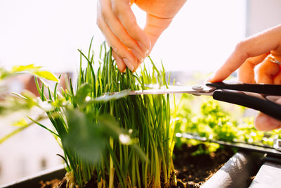 Cropped hands of woman cutting herbs with scissors