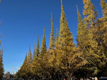 Low angle view of trees against clear blue sky