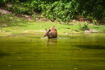 Duck swimming on lake in forest