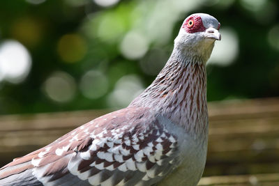 Close up of a speckled pigeon 