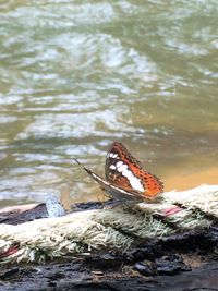 Lizard on lake