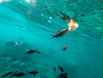 Fish eats a piece of bread in the sea