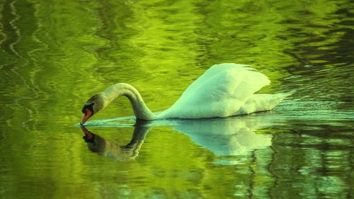 Swan swimming in lake