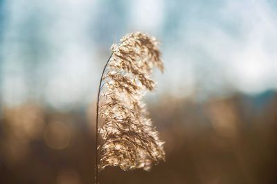 Close-up of dry plant against blurred background