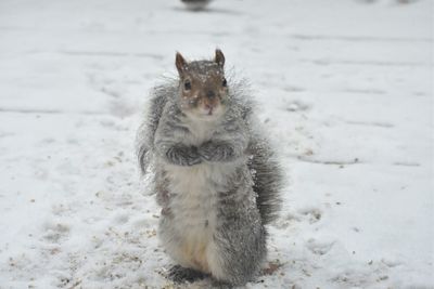View of a cat on snow