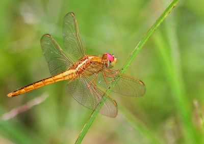 Close-up of dragonfly on plant