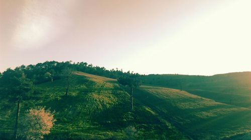 Scenic view of grassy field against sky