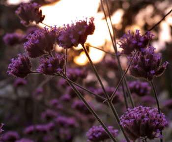 Close-up of purple flowers