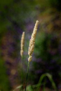 Close-up of plant against blurred background