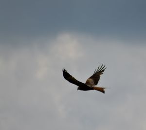 Low angle view of eagle flying in sky