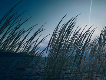 Close-up of stalks against blue sky