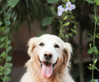 Close-up portrait of a dog