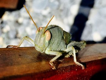 Close-up of insect